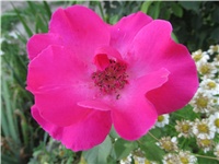 638df6f1-Picture 895.jpg